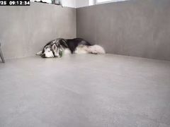 -瑞派康怡24h宠物医院·犬猫医疗中心·微创绝育(瑞景分院)