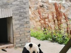 -都江堰中华大熊猫苑