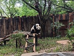 -深圳野生动物园