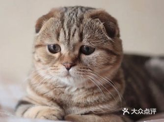 便会吸猫成瘾！心甘情愿的为它铲屎