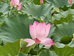 -莲花池公园