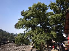 -杨家堂村