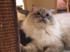 -滚猫咖啡·猫咖·猫友好撸猫(未来城店)