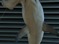 -Behring World of Animals(上海自然博物馆店)