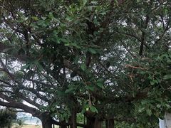 -涠洲岛-圣母堂