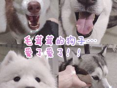 -星多哈·狗咖·拼豆·咖啡