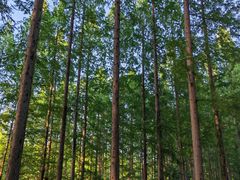 -黄海国家森林公园