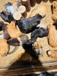 -酷嗒动物文化乐园(cutezoo西溪乐天城店)