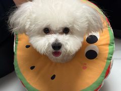 -心仪动物医院·牙专科·肿瘤·心脏科(西客站院)