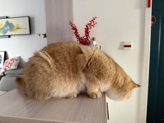 -艾贝尔宠物医院·24H转诊中心·肿瘤猫专科(江宁双龙店)