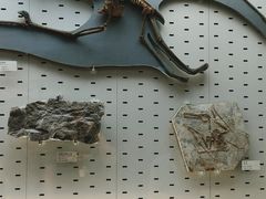 -浙江自然博物院(杭州馆)