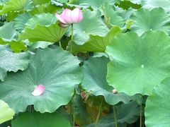 -陈家山荷花公园