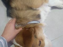 -Heymao猫咖.咖啡厅(东门店)