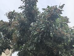 -广东嘉华大酒店·金銮阁中餐厅