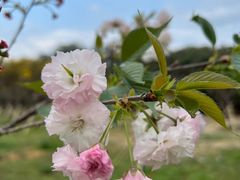 -天适樱花悠乐园