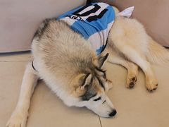 -怪兽屋·羊驼·猫咖·狗咖(俊华广场店)