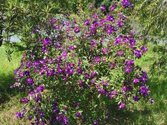 -福建鲤鱼洲酒店