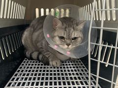 -北京恒爱动物医院(清景园分院)