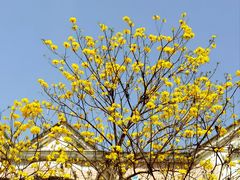 -云南邹记天麻火腿鸡(簇桥店)