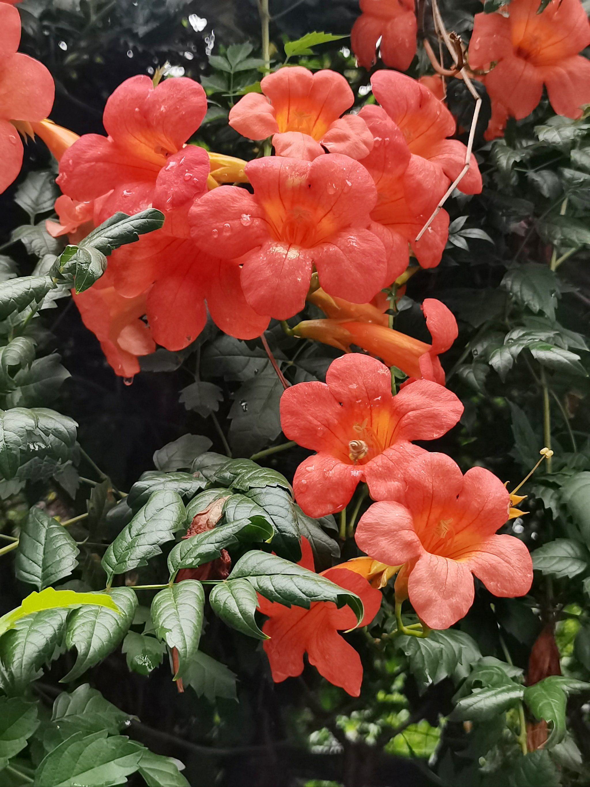 满地凌霄花不扫,我来六月听鸣蝉