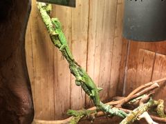 -上海大自然野生昆虫馆(东方明珠·爬宠昆虫探索中心)