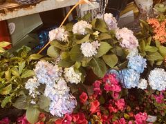 -万商花鸟市场