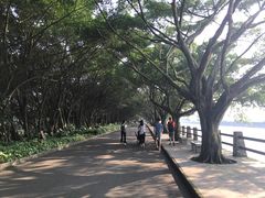 -大湾区中央湿地公园