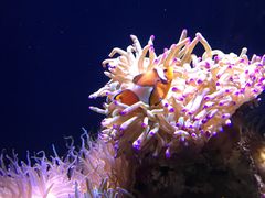 -悉尼海洋生物水族馆