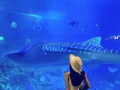 -烟台海昌鲸鲨海洋公园