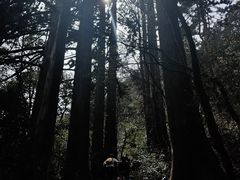 -天目山大树王景区