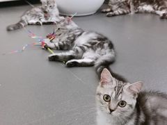 -70cat德文卷毛猫·缅因猫纯种猫舍