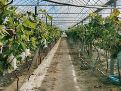 -马陆小张葡萄园农家乐