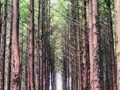 -山王坪喀斯特国家生态公园