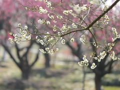 -花开海上生态园