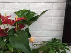 -金陵花卉交易市场