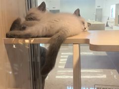 -爪爪喵星球·猫舍(前海卓越店)