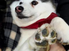 -Husky Go! 哈士奇体验馆·宠物咖啡厅狗咖