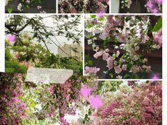 -深圳国际园林花卉博览园