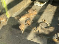 -大连森林动物园