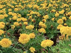 -芒洲湿地公园