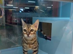 -FAELING PETS美天灵宠物(合生汇店)