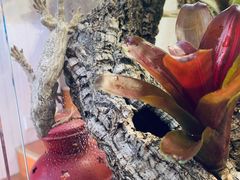 -Rabbit Cafe私房西餐甜点咖啡(栖霞路店)