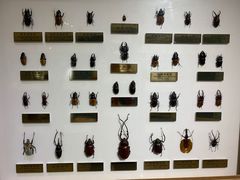 -上海昆虫博物馆