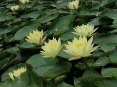 -西部兰花园生态园