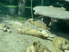 -北京野生动物园