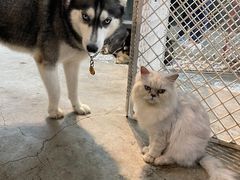 -more than meow吴止猫主题餐厅(承德 中船汇店)