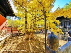 -大觉寺-停车场