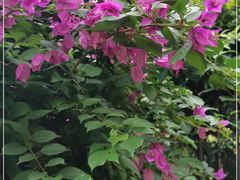 -云溪植物园