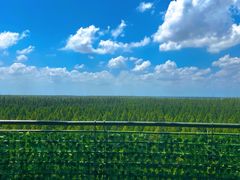 -黄海国家森林公园