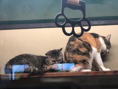 -猫咪博物馆(顶澳仔猫街店)